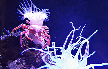 竹島水族館